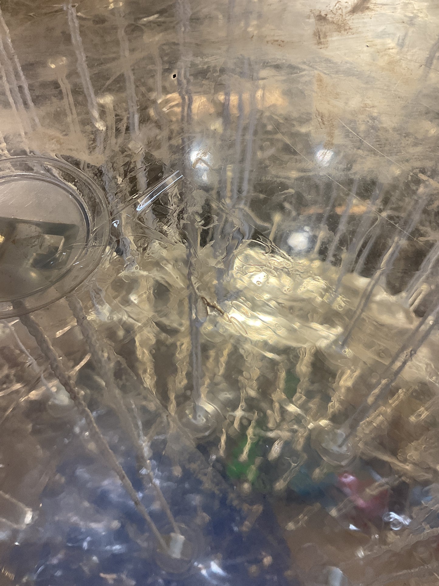 Zorb Track with 2 Zorb balls