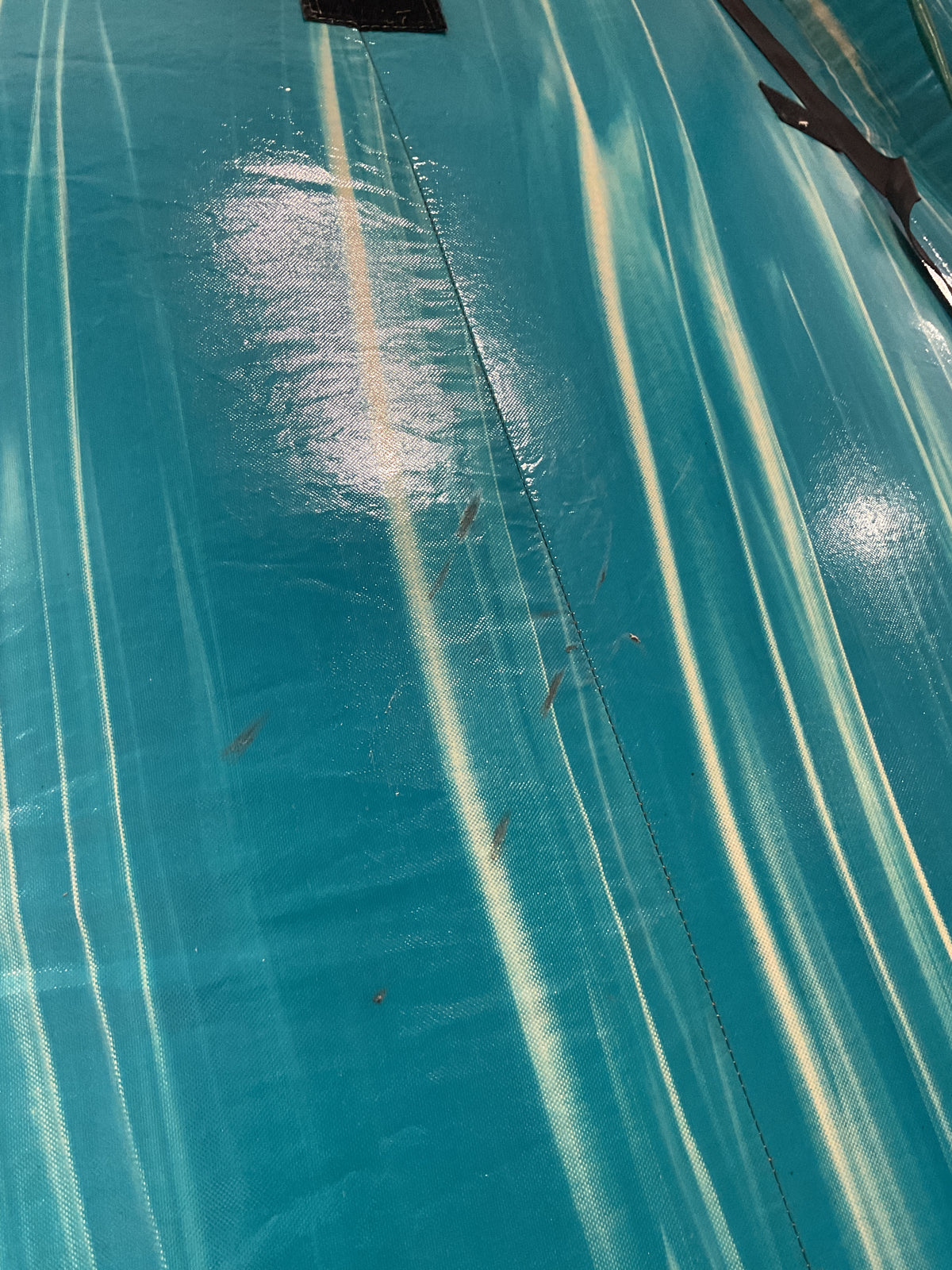 19' Dolphin Slide with pool