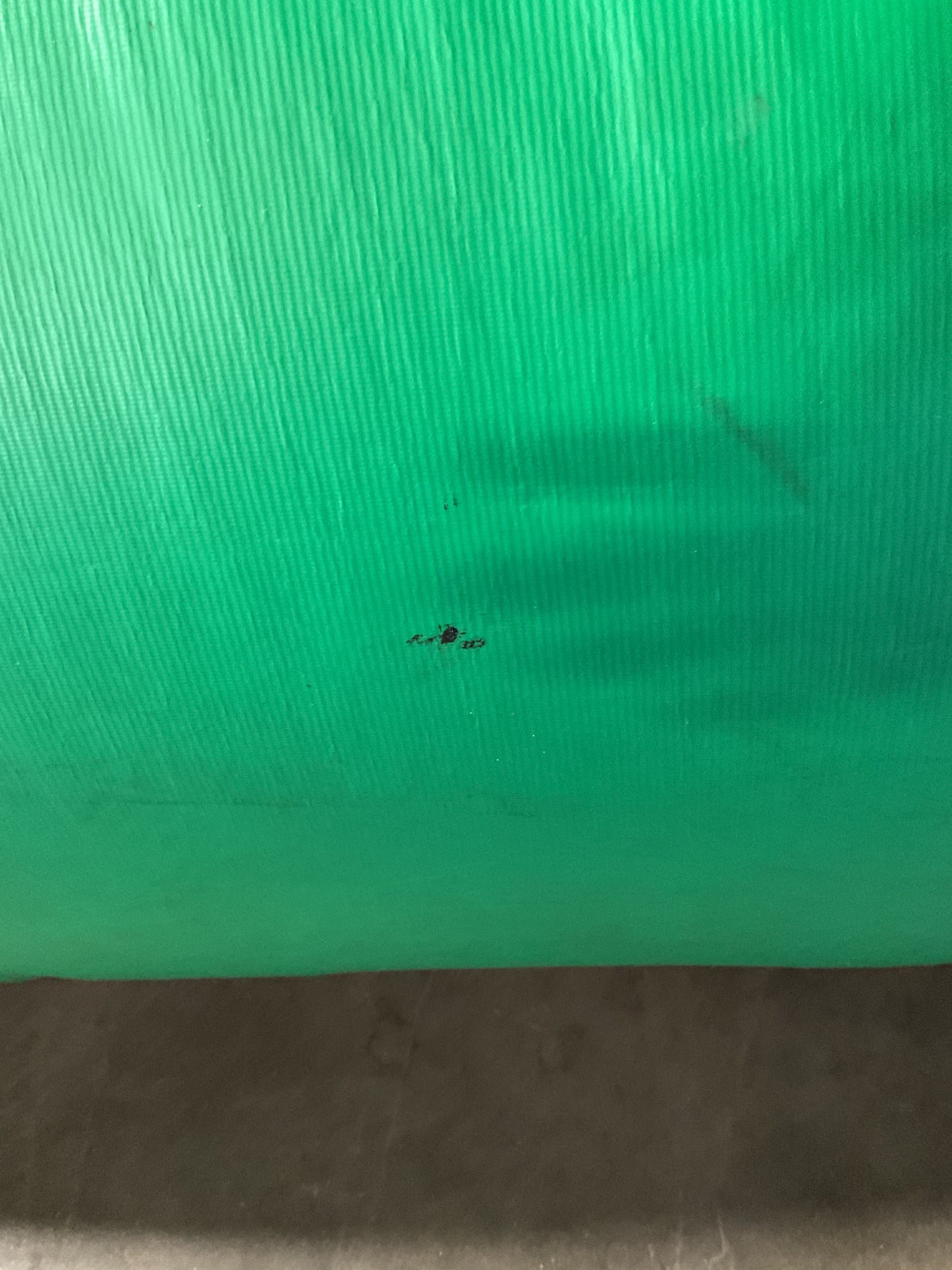 Dino Bounce